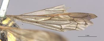 Media type: image;   Entomology 23543 Aspect: Wing hind